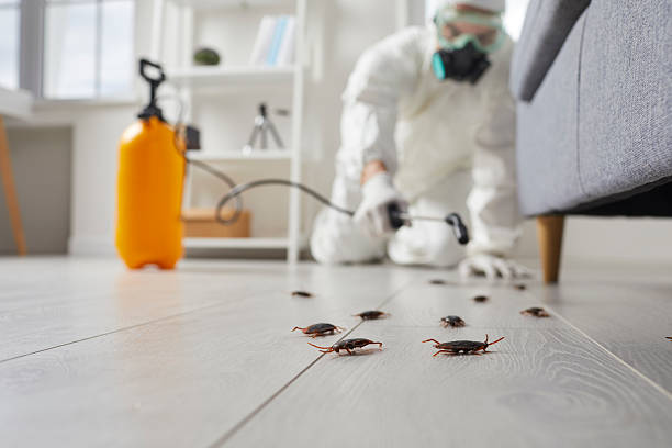 Post-Treatment Bed Bug Interceptor Monitoring in San Anselmo